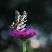 glittery cute butterfly dp for whatsapp